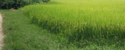 Đất n&ocirc;ng nghiệp khi hết thời hạn th&igrave; người sử dụng đất c&oacute; được tiếp tục sử dụng hay kh&ocirc;ng?